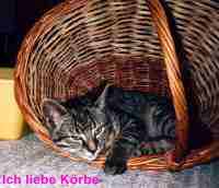 Charly im Korb