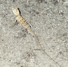 Gecko