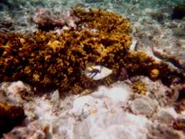 Doktorfisch